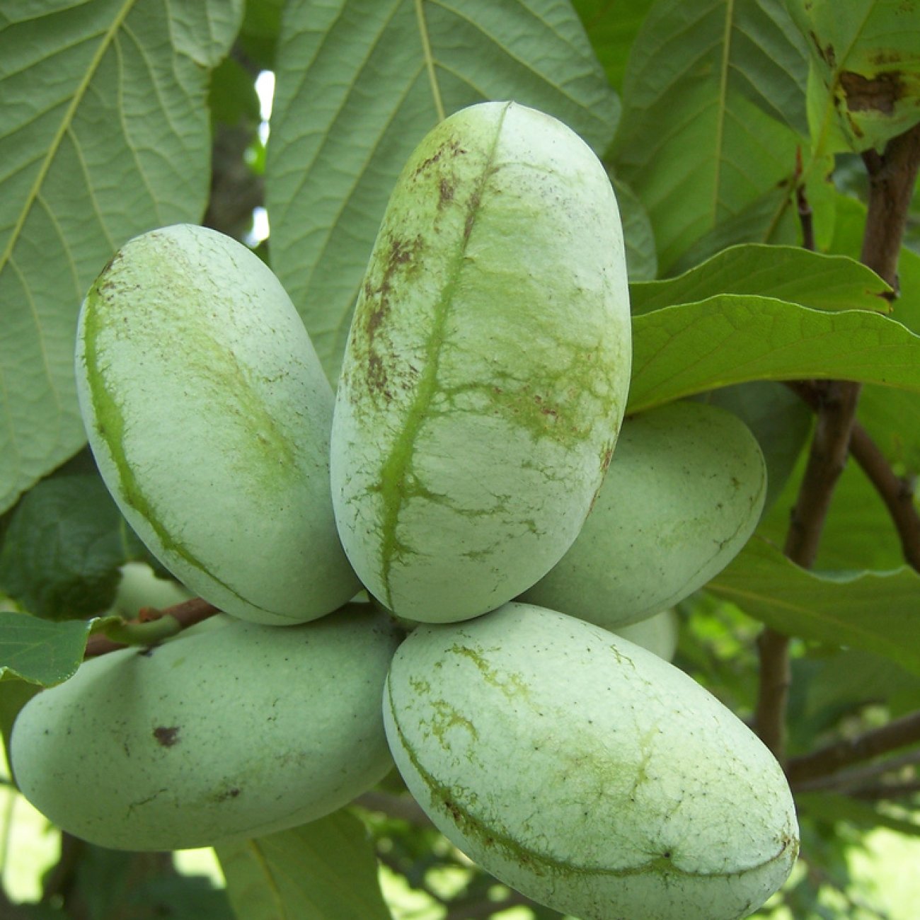 Obrázok Asimina trojlaločná - Banán severu PAW PAW (Asimina triloba) ´PRIMA 1216®´ - výška 80-100 cm, kont. C3L